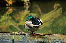 Stockente ( Anas platyrhýnchos )