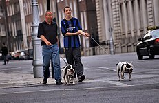 Zwei Iren führen Ihre Pitbulls aus