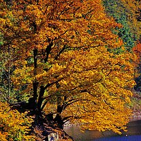 Baum am See
