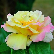 Rosenblüte gelb und rosa