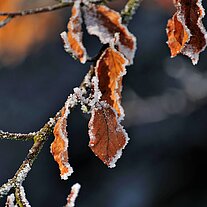 braune Buchenblätter mit Rauhreif