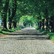 Kopfsteinpflaster Allee zum Schloß Granitz