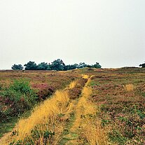 Weg in der Heide