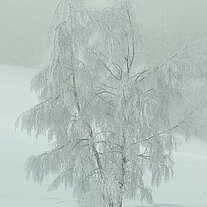 angereifte Birken auf freiem Feld