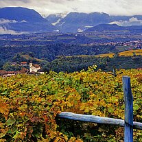 Blick in die Weinberge nach St. Pauls