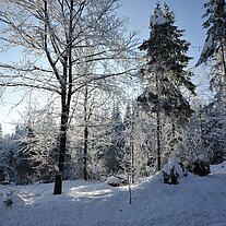 Hessenreuther Wald an der B299